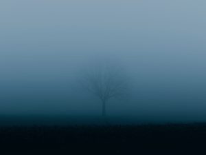 A tree in the blue fog