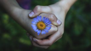 Hands holding flower