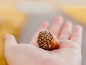 Acorn in the palm