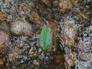 A green leaf on the clear stream