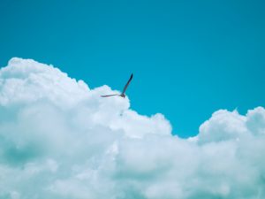 A albatross flying in the sky