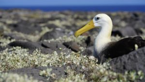 A albatross resting on rocky shore