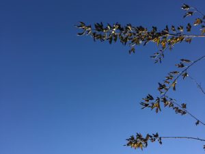 Ramas de invierno y cielo azul