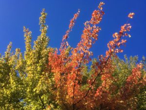 Bright autumn leaves on the tops of trees in the blue sky