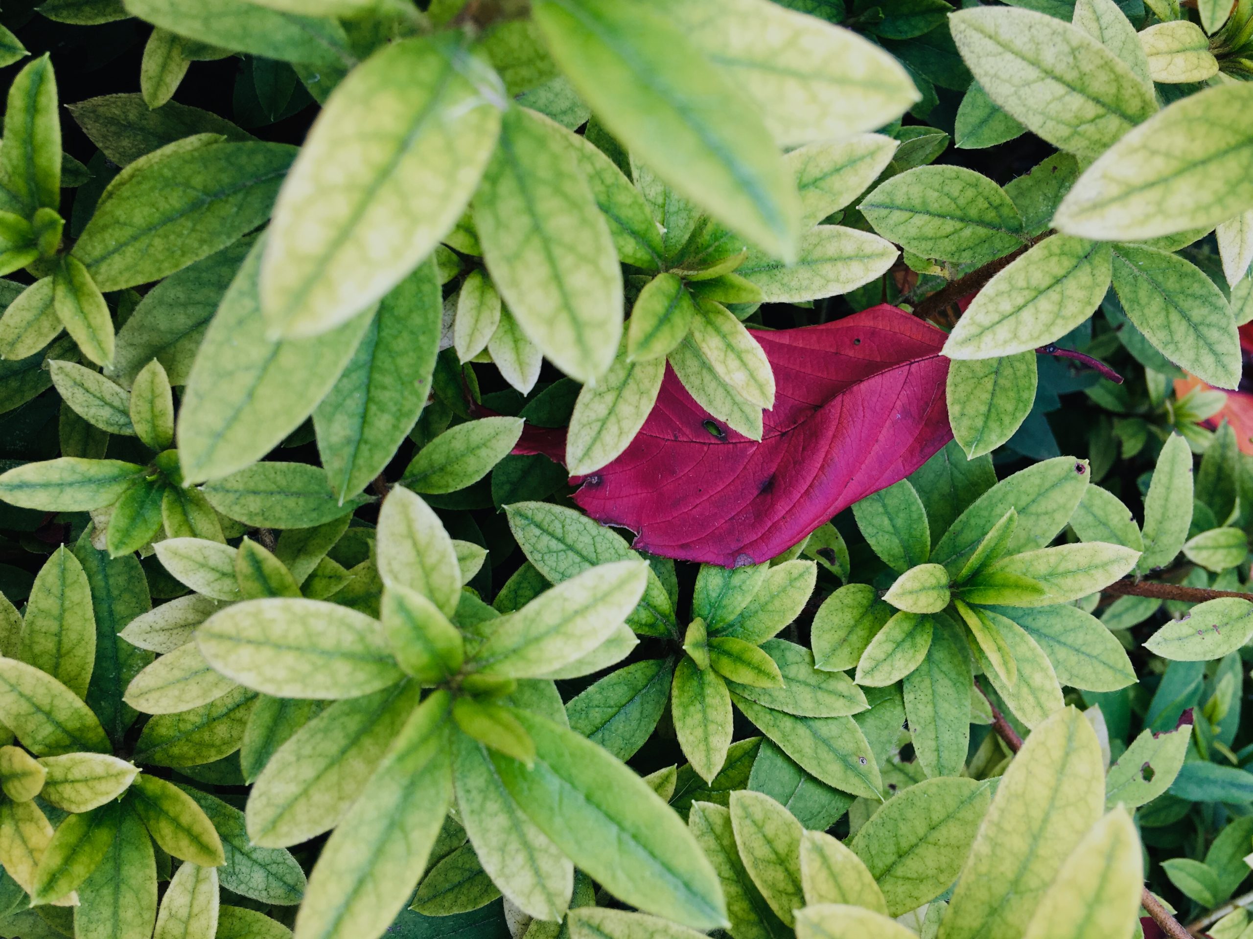Una hoja roja sobre las hojas verdes de azalea