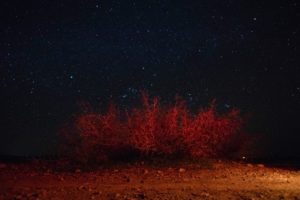 Starry sky and red trees