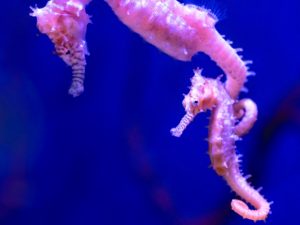 Pink Seahorses; Cairns Aquarium,Australia