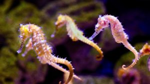 Seahorses; Cairns Aquarium,Australia