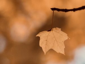Maple leaf hanging form a branch