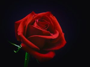 Una rosa roja