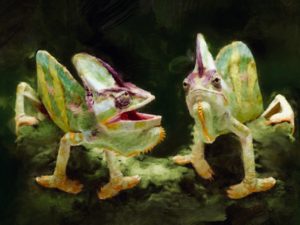 Two chameleons