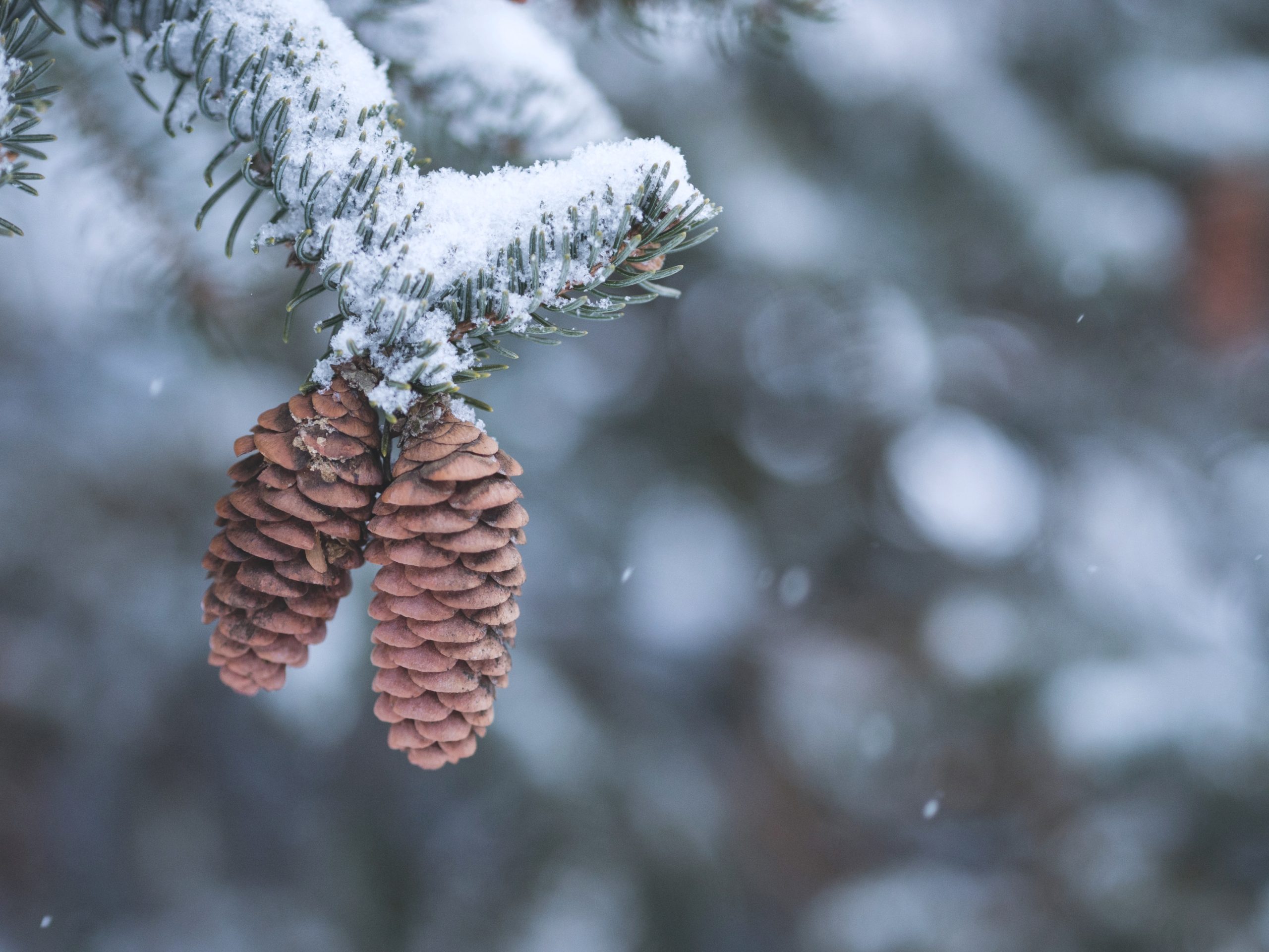 Two pine cones hanging on pine tree